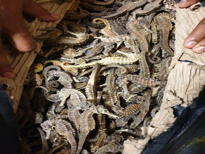 Arrest of sea Horse smugglers; Operations at international airport | सी हॉर्सची तस्करी करणाऱ्या अटक; आंतरराष्ट्रीय विमानतळावर कारवाई Arrest of sea Horse smugglers; Operations at international airport | सी हॉर्सची तस्करी करणाऱ्या अटक; आंतरराष्ट्रीय विमानतळावर कारवाई