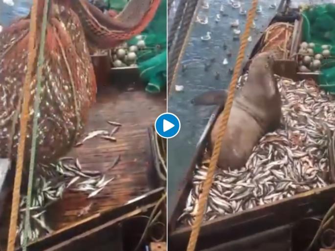 Video: 'Sea lion' caught in fishermen's net; See for yourself what happened next | Video: मच्छिमारांच्या जाळ्यात अडकला 'Sea lion'; पुढे जे घडलं तुम्हीच पाहा... Video: 'Sea lion' caught in fishermen's net; See for yourself what happened next | Video: मच्छिमारांच्या जाळ्यात अडकला 'Sea lion'; पुढे जे घडलं तुम्हीच पाहा...