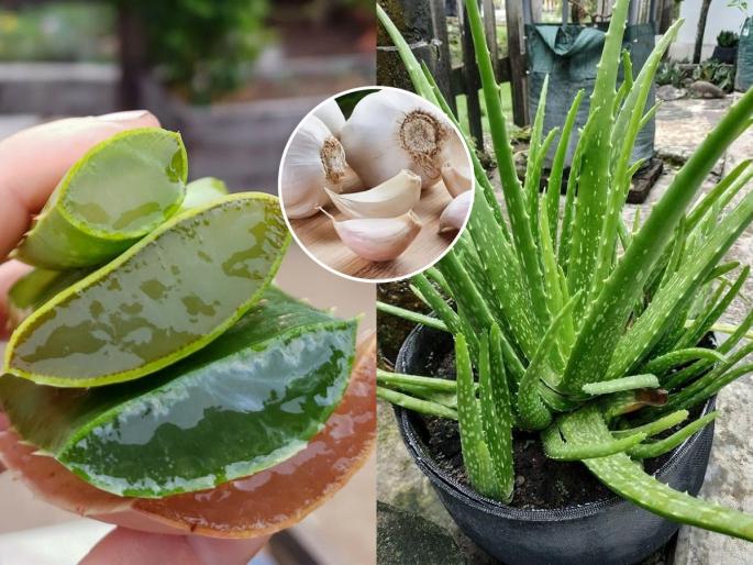 Secret booster to increase aloe vera plant growth faster & maximize gel production | कोरफडीचे रोप वाढत नाही, पानांत गर नाही? ४ उपाय - रोप होईल हिरवेगार, पानांतील जेल वाढेल दुपटीने...