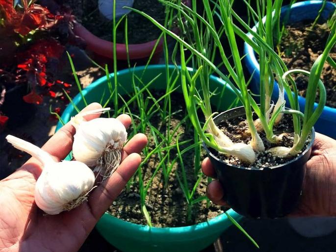 Secret Tips to Grow Garlic at Home how to grow garlic at home easy way to grow garlic at home | घरी लहानशा कुंडीत लसूण लावण्याची १ युक्ती, हिवाळ्यात उंधियोसह चटणीसाठी घरीच मिळेल ताजी लसणाची पात... Secret Tips to Grow Garlic at Home how to grow garlic at home easy way to grow garlic at home | घरी लहानशा कुंडीत लसूण लावण्याची १ युक्ती, हिवाळ्यात उंधियोसह चटणीसाठी घरीच मिळेल ताजी लसणाची पात...