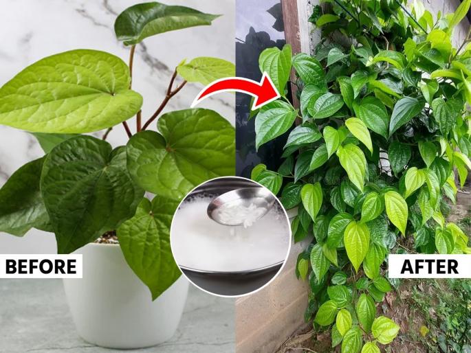 secret trick to increase the growth of betel leaf plant rice water benefits for betel leaf plant home remedy for betel leaf growth | नागवेलीसाठी पांढरेशुभ्र पाणी आहे टॉनिक! कपभर पाणी टाकताच होईल कमाल - वेल वाढेल भरभर, पाने हिरवीगार...