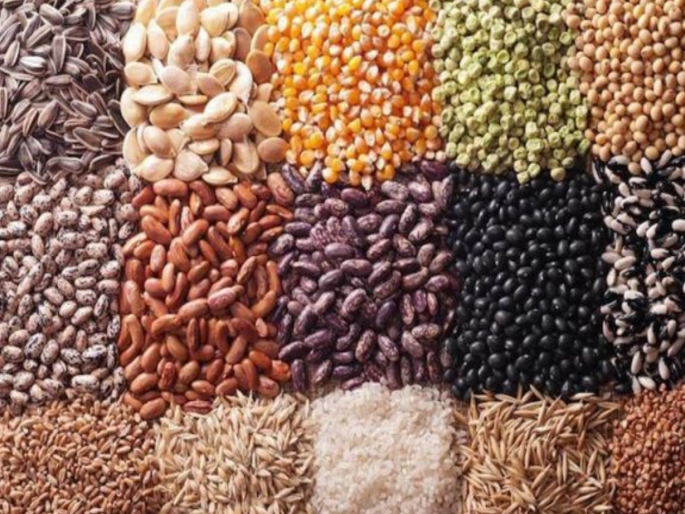 Farmers take care; As many as 4 thousand 253 samples were disqualified in the purity check of 22 thousand seeds | शेतकऱ्यांनो सावधान; २२ हजार बियाणांच्या शुद्धता तपासणीत तब्बल ४ हजार २५३ नमुने अपात्र Farmers take care; As many as 4 thousand 253 samples were disqualified in the purity check of 22 thousand seeds | शेतकऱ्यांनो सावधान; २२ हजार बियाणांच्या शुद्धता तपासणीत तब्बल ४ हजार २५३ नमुने अपात्र