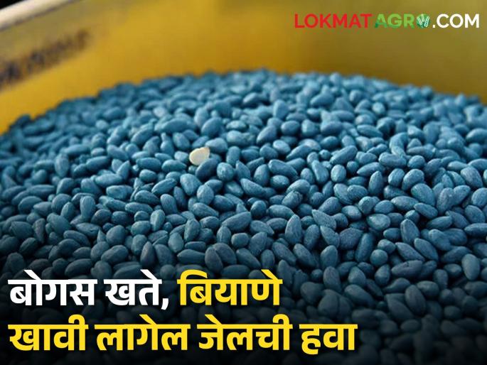 Beware! You will go to jail if you sell bogus fertilisers, seeds | सावधान! बोगस खते, बियाणे विकाल तर तुरुंगात जाल Beware! You will go to jail if you sell bogus fertilisers, seeds | सावधान! बोगस खते, बियाणे विकाल तर तुरुंगात जाल