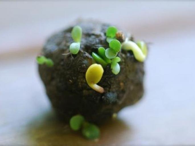 Akola: No funding for 'seed bombing' | प्रकाश आंबेडकर यांच्या संकल्पनेतील ‘सीड बॉम्बिंग’साठी जिल्हा परिषदकडे निधीच नाही! Akola: No funding for 'seed bombing' | प्रकाश आंबेडकर यांच्या संकल्पनेतील ‘सीड बॉम्बिंग’साठी जिल्हा परिषदकडे निधीच नाही!