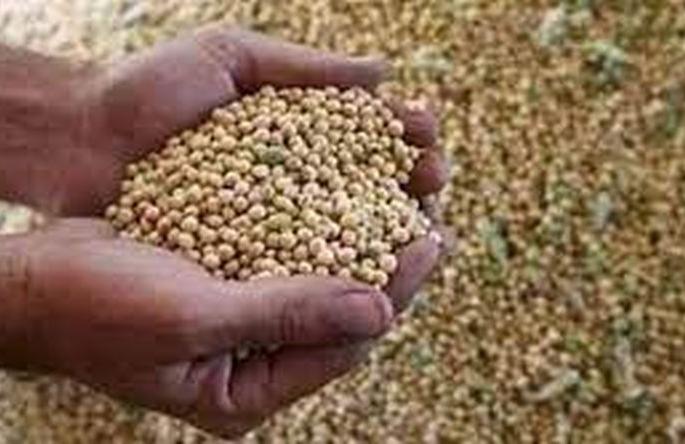 Decrease in seed germination complaints during kharif season | खरीप हंगामात बियाणे न उगवण्याच्या तक्रारीत घट Decrease in seed germination complaints during kharif season | खरीप हंगामात बियाणे न उगवण्याच्या तक्रारीत घट
