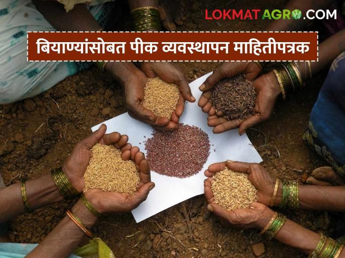Latest News Crop management brochure on seeds will now be available, read in detail | Agriculture News : बियाण्यांसाेबत मिळणार आता पीक व्यवस्थापन माहितीपत्रक, वाचा सविस्तर  Latest News Crop management brochure on seeds will now be available, read in detail | Agriculture News : बियाण्यांसाेबत मिळणार आता पीक व्यवस्थापन माहितीपत्रक, वाचा सविस्तर