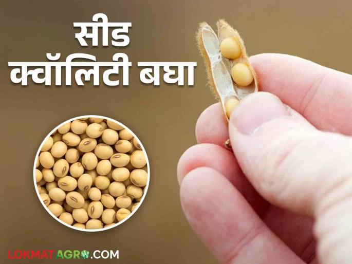 Soybean Market: 'Mill Quality'; 'Seed quality' is not get guaranteed price for soybeans!  | Soybean Market : 'मिल क्वॉलिटी' सोडाच; 'सीड क्वॉलिटी' सोयाबीनलाही हमीची कमी!  Soybean Market: 'Mill Quality'; 'Seed quality' is not get guaranteed price for soybeans!  | Soybean Market : 'मिल क्वॉलिटी' सोडाच; 'सीड क्वॉलिटी' सोयाबीनलाही हमीची कमी!