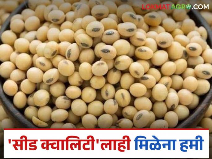 Soybean Market: latest news Not just 'meal', but 'seed' quality also not guaranteed! Read in detail | Soybean Market: 'मील' नव्हे, 'सीड' क्वालिटीलाही हमीभावाची मिळेना ग्वाही! वाचा सविस्तर