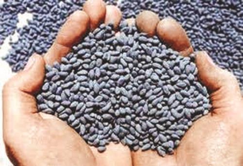 Complete the inspection of seed samples in Amravati division | अमरावती विभागातील बियाणे नमुन्यांची तपासणी पूर्ण