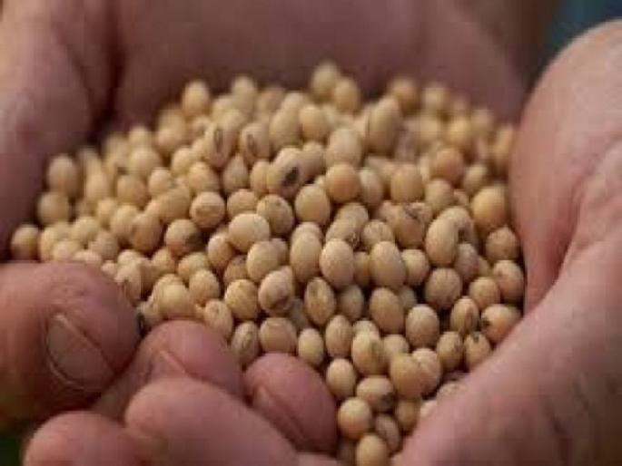 Take criminal action against suppliers, seed inspectors in bogus seed cases of soybeans; Order of the Bench | सोयाबीनच्या बोगस बियाणांप्रकरणी पुरवठादार, बियाणे निरीक्षकांवर फौजदारी कारवाई करा; खंडपीठाचे आदेश Take criminal action against suppliers, seed inspectors in bogus seed cases of soybeans; Order of the Bench | सोयाबीनच्या बोगस बियाणांप्रकरणी पुरवठादार, बियाणे निरीक्षकांवर फौजदारी कारवाई करा; खंडपीठाचे आदेश