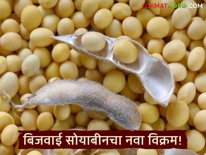 latest news Soybean Market Update: Soybean prices hit record high; Increase by 'so many' rupees per quintal Read in detail | Soybean Market Update : बिजवाई सोयाबीनचा दर उच्चांकावर; प्रती क्विंटल तब्बल 'इतक्या' रुपयांनी वाढ वाचा सविस्तर