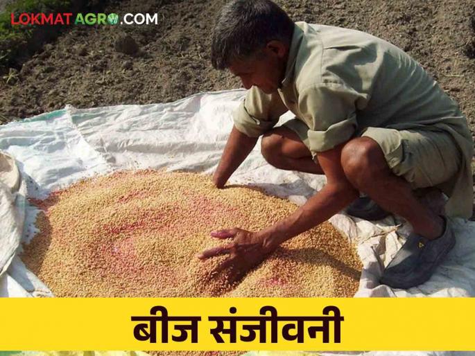 Kharif Bijprakriya: For more production of kharif crops, do this type seed treatment | Kharif Bijprakriya खरीप पिकांच्या अधिक उत्पादनासाठी अशी करा बीजप्रक्रिया Kharif Bijprakriya: For more production of kharif crops, do this type seed treatment | Kharif Bijprakriya खरीप पिकांच्या अधिक उत्पादनासाठी अशी करा बीजप्रक्रिया