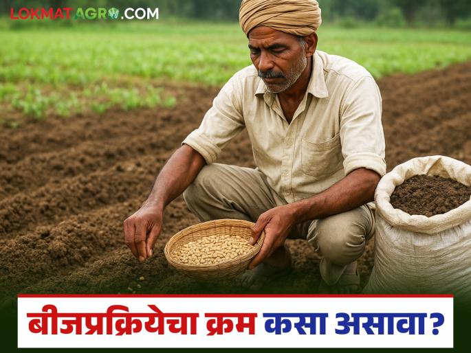What should be the sequence of seed treatment? How to do organic seed treatment that increases production? | बीजप्रक्रियेचा क्रम कसा असावा? उत्पादनात वाढ करणारी जैविक बीजप्रक्रिया कशी करावी? What should be the sequence of seed treatment? How to do organic seed treatment that increases production? | बीजप्रक्रियेचा क्रम कसा असावा? उत्पादनात वाढ करणारी जैविक बीजप्रक्रिया कशी करावी?