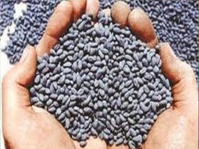 Bogus seeds are being sold in Sangli district, Agriculture department is keeping an eye on bogus sellers | सावधान!, सांगली जिल्ह्यात बोगस बियाण्यांची होतेय विक्री, कृषी विभागाची विक्रेत्यांवर नजर Bogus seeds are being sold in Sangli district, Agriculture department is keeping an eye on bogus sellers | सावधान!, सांगली जिल्ह्यात बोगस बियाण्यांची होतेय विक्री, कृषी विभागाची विक्रेत्यांवर नजर