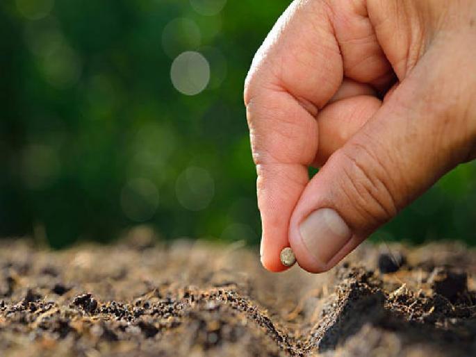 In the last stage of sowing-plantation | पेरणी-लागवड अंतिम टप्प्यात : बाजरी, नाचणीचे क्षेत्र घटले In the last stage of sowing-plantation | पेरणी-लागवड अंतिम टप्प्यात : बाजरी, नाचणीचे क्षेत्र घटले