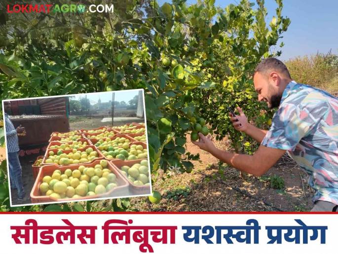Seedless lemon: What are you talking about! 400 quintals of lemons are produced in one harvest | seedless lemon : काय सांगताय! एका तोडणीत निघतात ४०० क्विंटल लिंबू