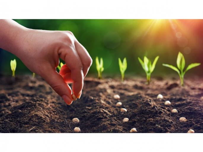 Mockery of farmers; pest-infested seeds distributed by mahabeej for sowing | महाबीजचा अजब कारभार, पेरणीसाठी दिले टोचलेले बियाणे; अतिवृष्टीग्रस्त शेतकऱ्यांची थट्टा Mockery of farmers; pest-infested seeds distributed by mahabeej for sowing | महाबीजचा अजब कारभार, पेरणीसाठी दिले टोचलेले बियाणे; अतिवृष्टीग्रस्त शेतकऱ्यांची थट्टा