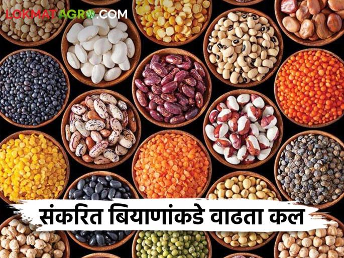 Latest News Growing trend towards hybrid seeds over conventional seeds see reason | पारंपारिक बियाणांपेक्षा संकरित बियाणांकडे वाढता कल, शेतकरी काय म्हणतात? 