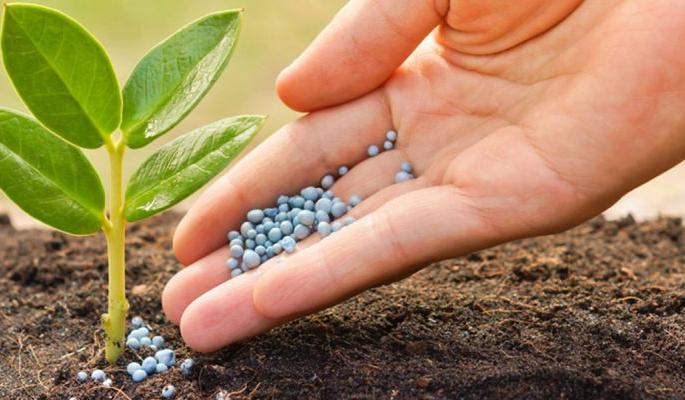  'GM seed', government and court | ‘जीएम सीड’, सरकार आणि न्यायालय