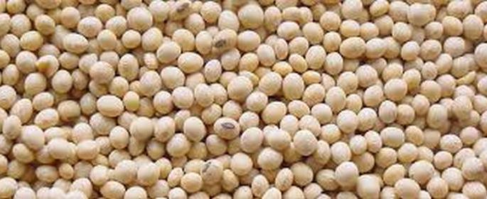 Rain stops; bogus seed, farmer in problem | पावसाची दडी; बोगस बियाणे कंपन्यांच्या पथ्यावर Rain stops; bogus seed, farmer in problem | पावसाची दडी; बोगस बियाणे कंपन्यांच्या पथ्यावर