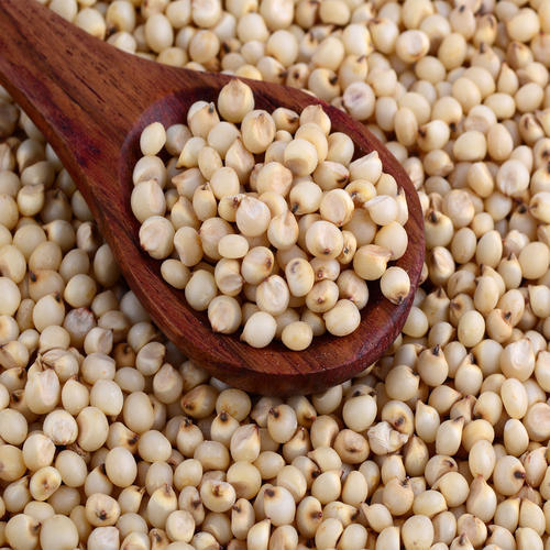 bogus seed samples sent to laboratory | बोगस बियाण्यांचे नमुने तपासणीसाठी प्रयोग शाळेत bogus seed samples sent to laboratory | बोगस बियाण्यांचे नमुने तपासणीसाठी प्रयोग शाळेत