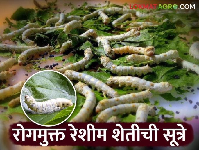 Reshim Sheti : Low cost solutions to prevent the spread of diseases while rearing silkworms | Reshim Sheti : रेशीम किटक संगोपन करताना रोगांचा प्रादुर्भाव टाळण्यासाठी कमी खर्चाचे उपाय
