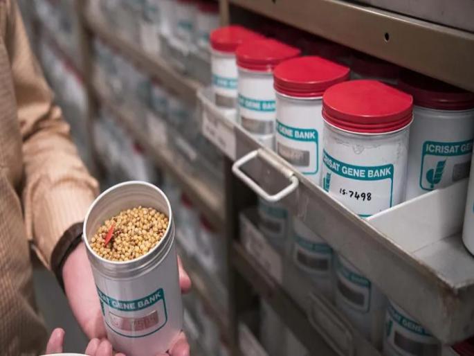 The country's first gene bank state; 172 crore; Decision of the State Cabinet | देशातील पहिली जीन बँक राज्यात; १७२ कोटींचा खर्च; राज्य मंत्रिमंडळाचा निर्णय The country's first gene bank state; 172 crore; Decision of the State Cabinet | देशातील पहिली जीन बँक राज्यात; १७२ कोटींचा खर्च; राज्य मंत्रिमंडळाचा निर्णय