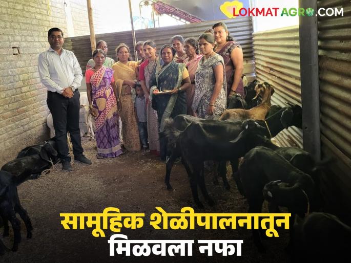 latest news Goat Farming: Women's leap towards economic independence through collective goat farming! | Goat Farming: सामूहिक शेळीपालनातून महिलांची आर्थिक स्वावलंबनाकडे झेप!