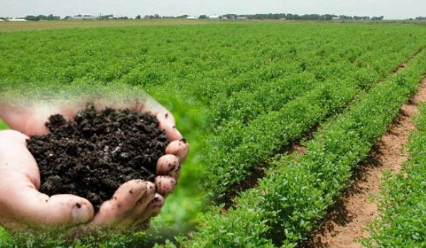 Article on Another lie of the organic state of Goa | सेंद्रिय राज्याचे आणखी एक झूट! Article on Another lie of the organic state of Goa | सेंद्रिय राज्याचे आणखी एक झूट!