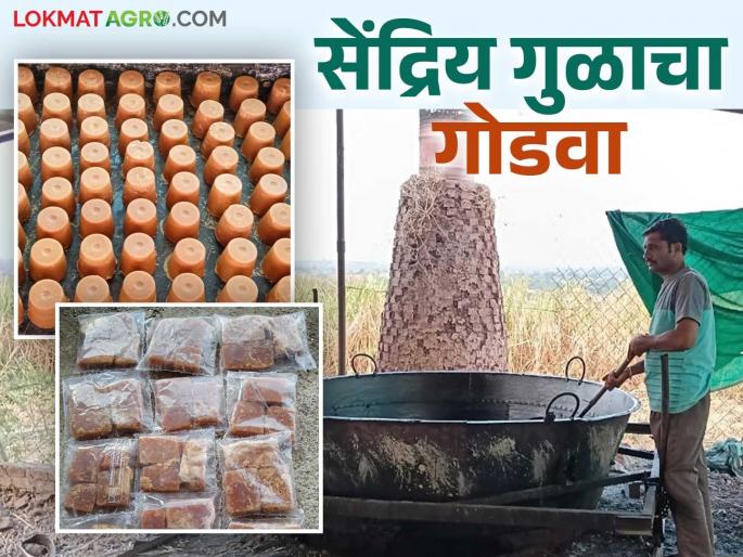 The sweetness of agriculture has been increased through the production of organic jaggery and based powder; Sajjanrao is reaping the benefits of lakhs | गुळ व आधारित उत्पादनातून वाढविला शेतीचा गोडवा; खर्च वजा जाता पावणेतीन लाख रुपयांचा फायदा The sweetness of agriculture has been increased through the production of organic jaggery and based powder; Sajjanrao is reaping the benefits of lakhs | गुळ व आधारित उत्पादनातून वाढविला शेतीचा गोडवा; खर्च वजा जाता पावणेतीन लाख रुपयांचा फायदा