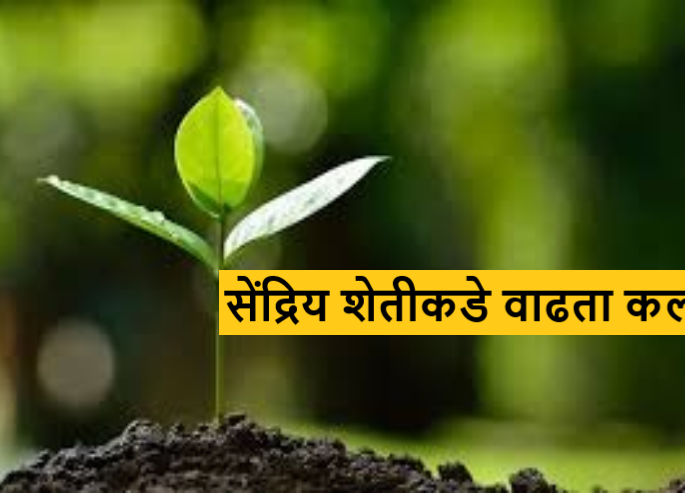 Latest News Organic Farming Farmer to consumer direct sales, snediry sheti to farmers in Gondia  | Organic Farming : शेतकरी ते ग्राहक थेट विक्री, गोंदियातील शेतकऱ्यांना सेंद्रिय शेतीची भुरळ  Latest News Organic Farming Farmer to consumer direct sales, snediry sheti to farmers in Gondia  | Organic Farming : शेतकरी ते ग्राहक थेट विक्री, गोंदियातील शेतकऱ्यांना सेंद्रिय शेतीची भुरळ