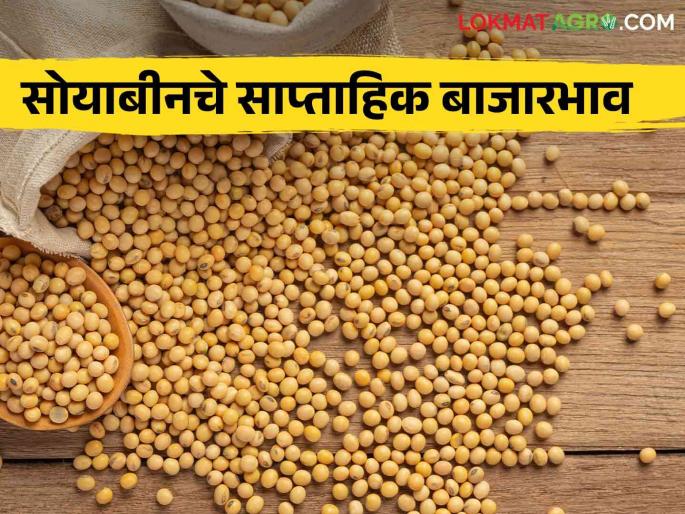 Latest News Soyabean Market see last week market price of soyabean in latur market yard | Soyabean Market : सोयाबीनला हमीभाव मिळेना, मागील आठवड्याचे बाजारभाव पाहिलेत का? 