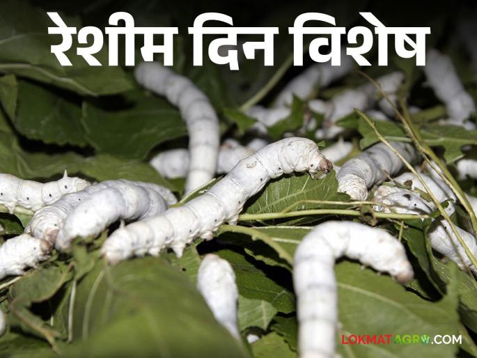 Latest News Serciulture Farming Silk Day Special Favorable environment for silk industry in Maharashtra, | रेशीम दिन विशेष : महाराष्ट्रात रेशीम उद्योगास पोषक वातावरण, शेतकऱ्यांसाठी महत्वपूर्ण पर्याय Latest News Serciulture Farming Silk Day Special Favorable environment for silk industry in Maharashtra, | रेशीम दिन विशेष : महाराष्ट्रात रेशीम उद्योगास पोषक वातावरण, शेतकऱ्यांसाठी महत्वपूर्ण पर्याय
