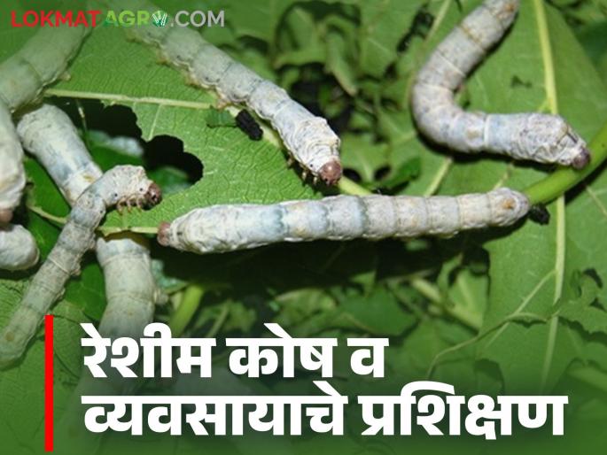 Latest News Sericulture Farming Free training on silkworm and mulberry business is available read in detail | Sericulture Training : इथं मिळतंय रेशीम कोष व तुती व्यवसायाचे विनामूल्य प्रशिक्षण, वाचा सविस्तर  Latest News Sericulture Farming Free training on silkworm and mulberry business is available read in detail | Sericulture Training : इथं मिळतंय रेशीम कोष व तुती व्यवसायाचे विनामूल्य प्रशिक्षण, वाचा सविस्तर
