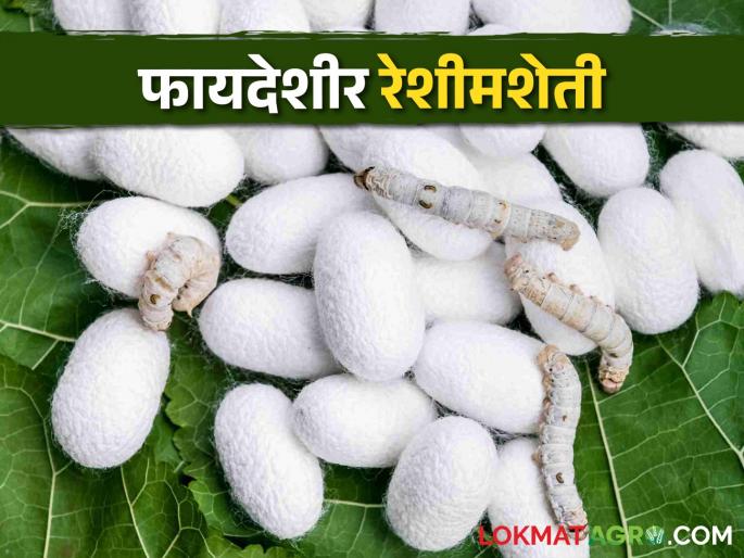 Sericulture 837 farmers of the district earned 12 crores annually from silk | Sericulture या जिल्ह्यात 'रेशीम'मधून ८३७ शेतकऱ्यांनी वर्षाला कमावले १२ कोटी Sericulture 837 farmers of the district earned 12 crores annually from silk | Sericulture या जिल्ह्यात 'रेशीम'मधून ८३७ शेतकऱ्यांनी वर्षाला कमावले १२ कोटी