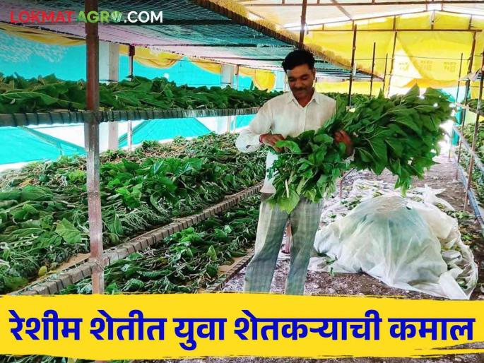 Latest News 10 lakhs Annual income from sericulture farming by wardha district farmer | Sericulture Farming : 12 बॅचेस, वर्षाला दहा लाखांचे उत्पन्न, वर्ध्याच्या युवा शेतकऱ्याची रेशीम शेती 