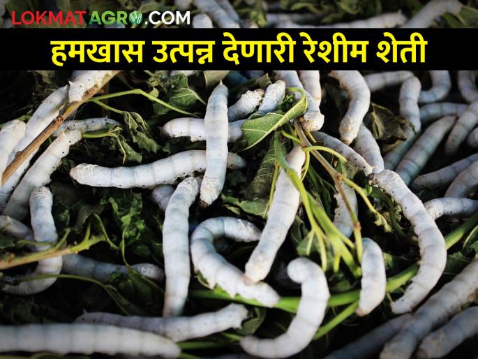 How to start a profitable sericulture business complementary to agriculture? | हमखास नफा मिळवून देणारा शेतीला पूरक रेशीम व्यवसाय कसा कराल? How to start a profitable sericulture business complementary to agriculture? | हमखास नफा मिळवून देणारा शेतीला पूरक रेशीम व्यवसाय कसा कराल?