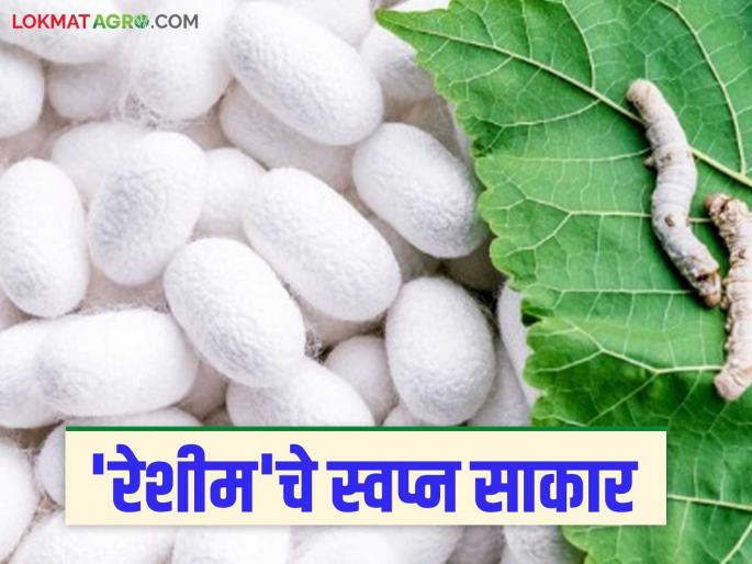 sericulture farming: latest news Farmers' dreams come true with 3125 tons of silk produced in Marathwada in a year Read in detail | sericulture farming: मराठवाड्यात वर्षभरात ३१२५ टन रेशीमचे उत्पादनातून शेतकऱ्यांचे स्वप्न साकार वाचा सविस्तर sericulture farming: latest news Farmers' dreams come true with 3125 tons of silk produced in Marathwada in a year Read in detail | sericulture farming: मराठवाड्यात वर्षभरात ३१२५ टन रेशीमचे उत्पादनातून शेतकऱ्यांचे स्वप्न साकार वाचा सविस्तर