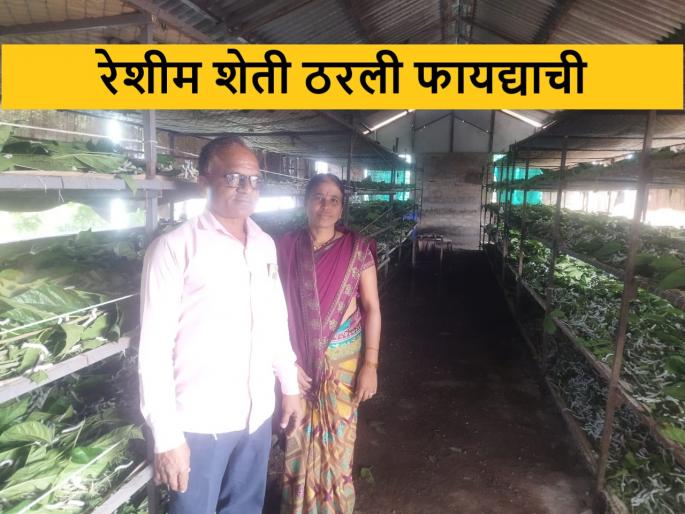 success story of Vaijapur's Bhagawan Jadhav's for sericulture farming | रेशीम शेतीमुळे भगवान जाधव यांच्या जीवनात सोनेरी दिवस success story of Vaijapur's Bhagawan Jadhav's for sericulture farming | रेशीम शेतीमुळे भगवान जाधव यांच्या जीवनात सोनेरी दिवस