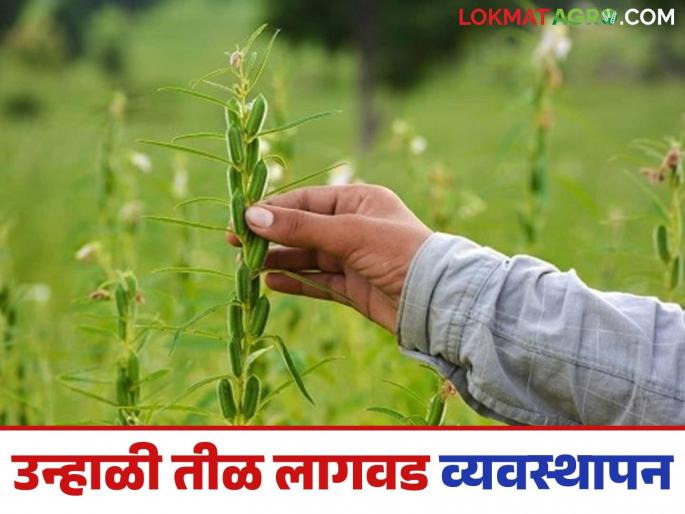 Latest News Til Lagvad Use improved technology, get 10 quintals of sesame production per hectare, do this management | Til Lagvad : सुधारित तंत्रज्ञान वापरा, तिळाचे प्रति हेक्टरी 10 क्विंटल उत्पादन मिळवा, असे करा व्यवस्थापन  Latest News Til Lagvad Use improved technology, get 10 quintals of sesame production per hectare, do this management | Til Lagvad : सुधारित तंत्रज्ञान वापरा, तिळाचे प्रति हेक्टरी 10 क्विंटल उत्पादन मिळवा, असे करा व्यवस्थापन