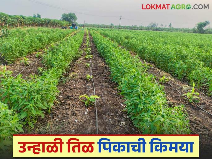 Latest News Plant sesame as an intercrop with banana crops and earn income worth lakhs see details | Intercropping Farming : केळी पिकात आंतरपीक म्हणून तिळाची लागवड करा, लाखोंचं उत्पन्न मिळवा! Latest News Plant sesame as an intercrop with banana crops and earn income worth lakhs see details | Intercropping Farming : केळी पिकात आंतरपीक म्हणून तिळाची लागवड करा, लाखोंचं उत्पन्न मिळवा!