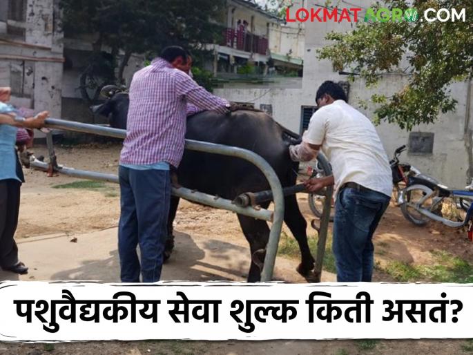 Latest News agriculture news service charge for various veterinary services Read here in detail  | Veterinary Service Charges : विविध पशुवैद्यकीय सेवांसाठी किती सेवाशुल्क आकारलं जातं? इथं वाचा सविस्तर 