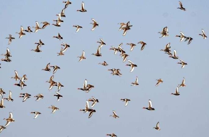 Every year thousands of birds lose their lives due to garbage and nets in the lake | तलावातील कचरा, जाळ्यामुळे दरवर्षी हजारो पक्षी गमावतात जीव Every year thousands of birds lose their lives due to garbage and nets in the lake | तलावातील कचरा, जाळ्यामुळे दरवर्षी हजारो पक्षी गमावतात जीव