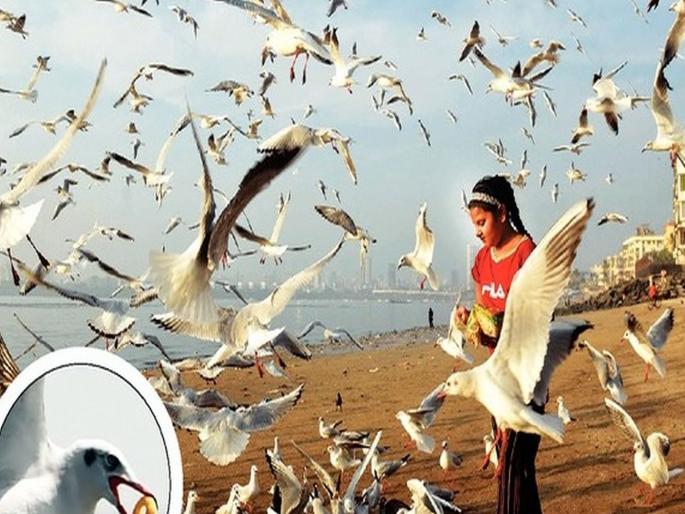 Chips, wafers, nodules are not bird food, is dangerous for his life | समजून घ्या! 'हे' तर जीवघेणं; चिप्स, वेफर्स, गाठीया हे पक्ष्यांचे अन्न नाही Chips, wafers, nodules are not bird food, is dangerous for his life | समजून घ्या! 'हे' तर जीवघेणं; चिप्स, वेफर्स, गाठीया हे पक्ष्यांचे अन्न नाही