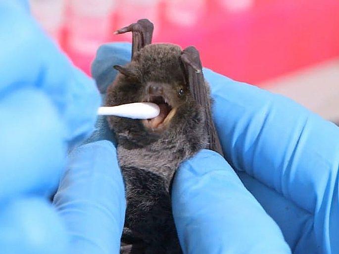 Marburg virus highly infectious disease detected in west africa for first time says who | कोरोनाबरोबरच जगावर आणखी एक मोठं संकट येण्याची भीती! WHO नं दिला धोक्याचा इशारा Marburg virus highly infectious disease detected in west africa for first time says who | कोरोनाबरोबरच जगावर आणखी एक मोठं संकट येण्याची भीती! WHO नं दिला धोक्याचा इशारा