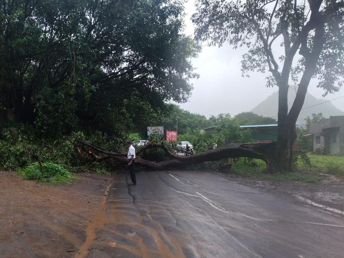 Tree uprooted on Satara Thoseghar road; Traffic in both directions is blocked | सातारा ठोसेघर रस्त्यावर झाड उन्मळून पडले; दोन्ही बाजूची वाहतूक ठप्प Tree uprooted on Satara Thoseghar road; Traffic in both directions is blocked | सातारा ठोसेघर रस्त्यावर झाड उन्मळून पडले; दोन्ही बाजूची वाहतूक ठप्प