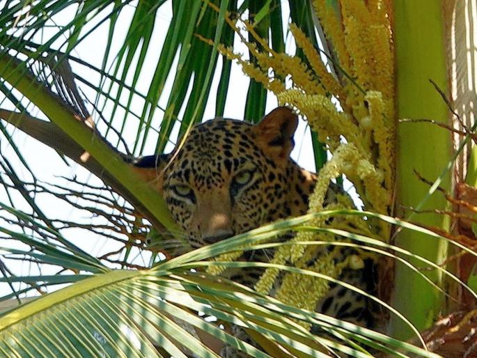 A leopard nests on a hill 20 meters high; An atmosphere of fear among the villagers | बिबट्याचे २० मीटर उंचीच्या माडावर ठाण; ग्रामस्थांमध्ये भीतीचे वातावरण A leopard nests on a hill 20 meters high; An atmosphere of fear among the villagers | बिबट्याचे २० मीटर उंचीच्या माडावर ठाण; ग्रामस्थांमध्ये भीतीचे वातावरण