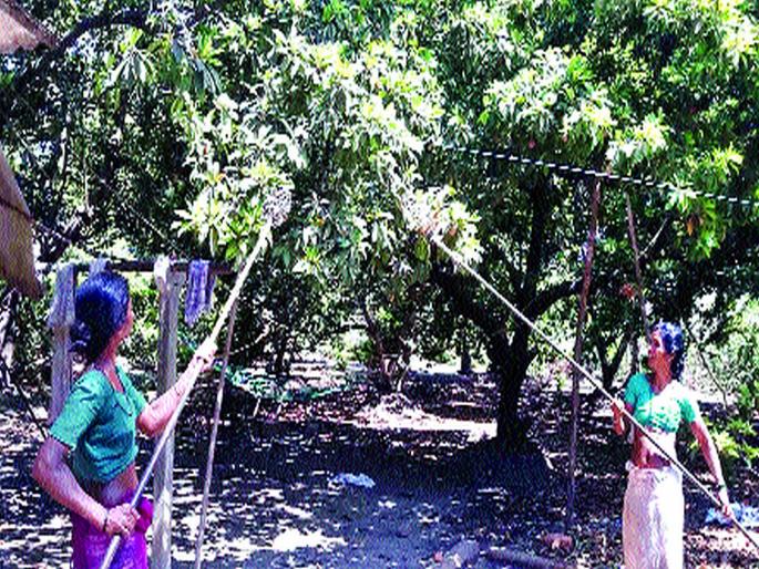 When will the problem of chiku laborers be solved in the district? | जिल्ह्यातील चिकू मजुरांचा प्रश्न कधी सुटणार? When will the problem of chiku laborers be solved in the district? | जिल्ह्यातील चिकू मजुरांचा प्रश्न कधी सुटणार?