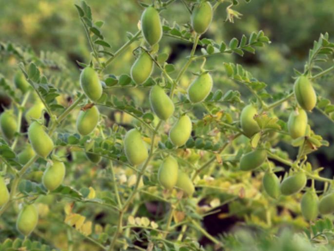 6,000 farmers registered to sell gram became hide in latur | हरभरा विक्रीसाठी नोंदणी केलेले ६ हजार शेतकरी झाले भूर्रर!