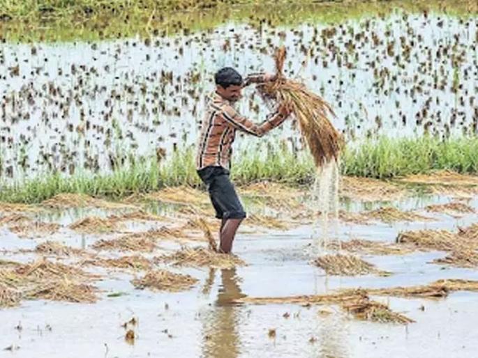 Damaged 68 thousand farmers deprived of help | नुकसानग्रस्त ६८ हजार शेतकरी मदतीपासून वंचित Damaged 68 thousand farmers deprived of help | नुकसानग्रस्त ६८ हजार शेतकरी मदतीपासून वंचित